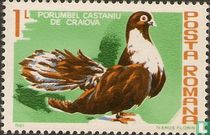 Pigeons