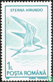 Birds for sale