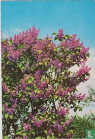 Sering boom