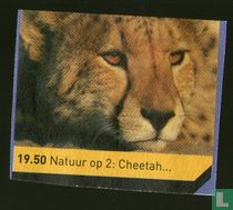 Nature at 2: Cheetah...