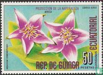 Flowers from Africa  