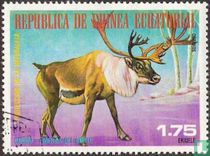 North American animals