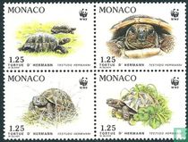 Griechische Landschildkröte