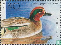Canards
