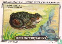 Bufo vulgaris - Crapaud commun