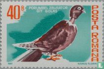 Pigeons