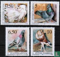 Pigeons
