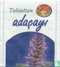adaçayi