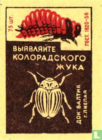Bbl?BA?NTE KO?OPA?CKO?O ?YKA -  "koloradokever"