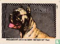 BOKCEP -"Boxer"