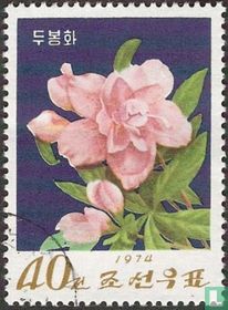 Fleurs acheter