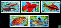 Ornamental Fish