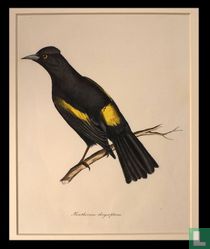 Xanthornus chrysopterus