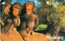Chimpansees