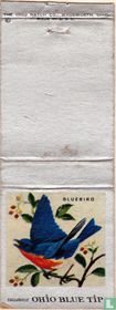 Bluebird