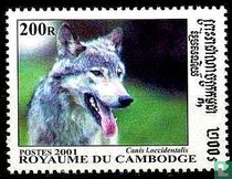 Le loup Mackenzie acheter
