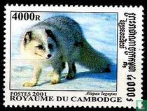 Renard 