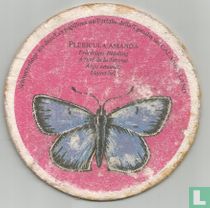 Vlinders: Plebicula Amanda / Edelbräu