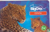 Big Cats