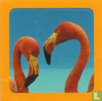 Flamingo's