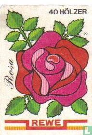 Rosa