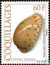 Coquilles