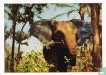 Olifant die zich met jonge scheuten voedt