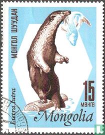 Eurasian otter