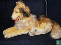 Collie