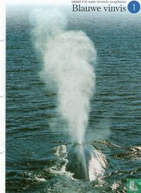 Blue whale
