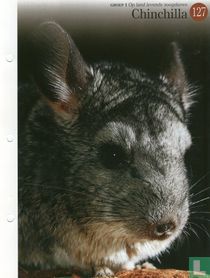 Chinchilla