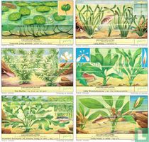 AQUARIUMPLANTEN acheter