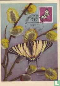 Papillon