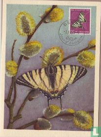 Papillon