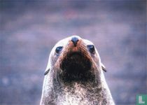 Eneco - Deception Island, Antarctica