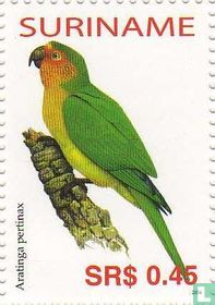 Brown-throated Parakeet