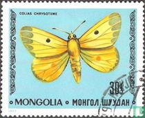Papillons  acheter