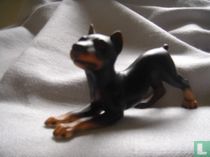 Doberman