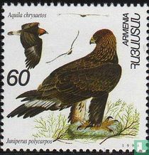 Roofvogel kopen