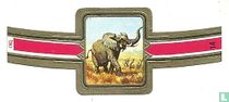 Afrikanischer Elefant