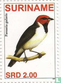 Red-capped Cardinal 