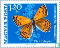Papillons acheter