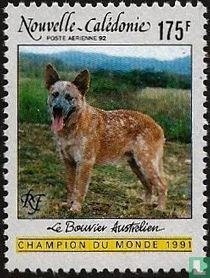 Australische veedrijvershond kopen