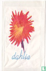 Dahlia