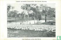 Eine Schafherde in New South Wales