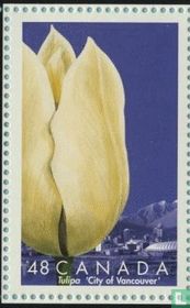 Tulipes