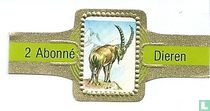 [Alpensteinbock]