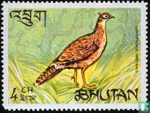 Oiseaux   