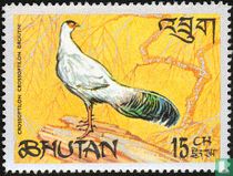 Oiseaux     