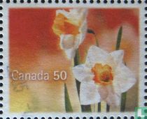 Daffodils